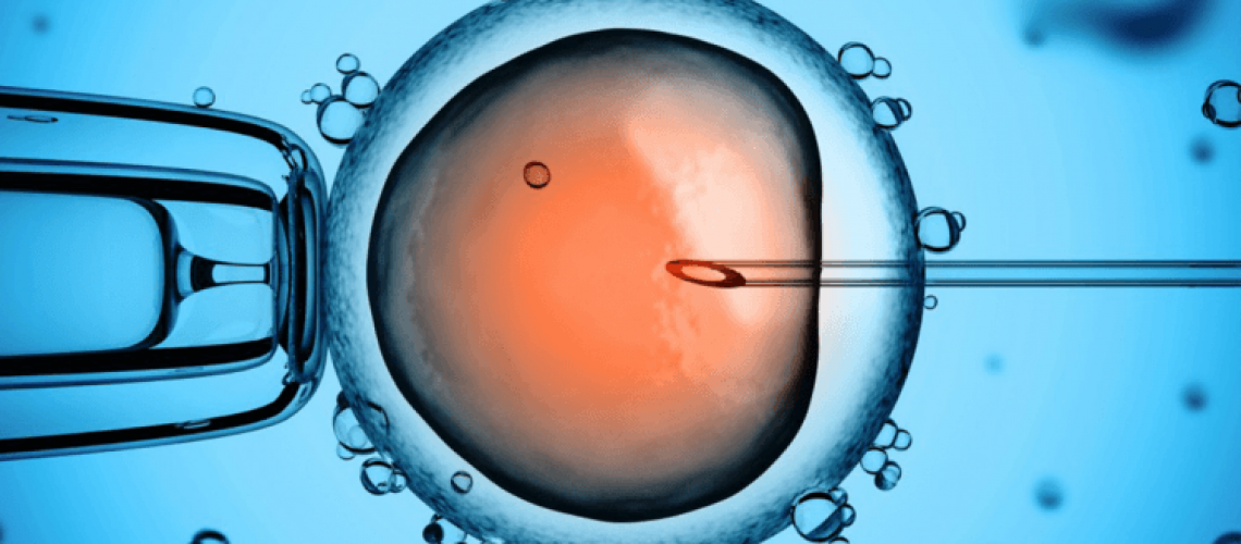 fertilização-in-vitro